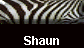  Shaun 