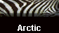  Arctic 