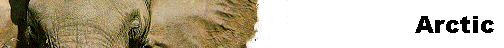  Arctic 