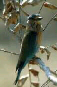 Lilac-breasted Roller