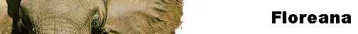  Floreana 