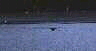 Humpback Whale Tail Fluke