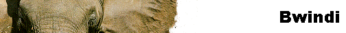  Bwindi 