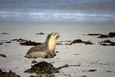 Baby Seal