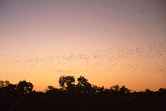 Bats Flying