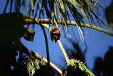 Bats Roosting