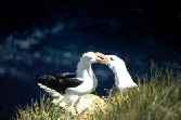 Black Browed Albatross