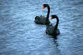 Black Swans