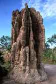 Cathedral Termite Mound
