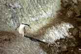Chinstrap On Ledge