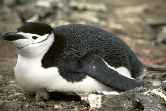 Chinstrap Sitting