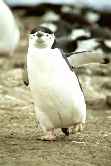 Chinstrap Walking
