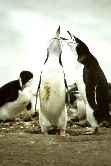 Chinstraps Howling