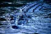 Croc In Water