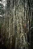 Curtain Fig