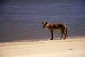 Dingo
