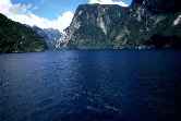 Doubtful Sound Dolphins