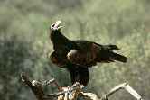 Eagle Standing