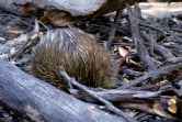 Echidna