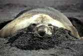 Elephant Seal In Sand