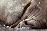 Elephant Seal Nose