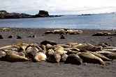 Elephant Seals On Beach