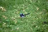 Fairy Wren