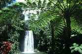 Falls and Ferns