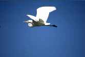 Flying Heron