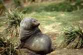 Fur Seal In Tussock