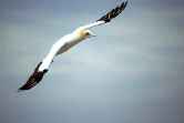 Wildlife