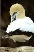 Gannet Preening