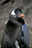 Gentoo CloseTo