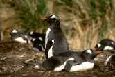 Gentoo Colony