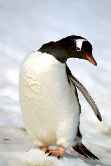 Gentoo Drunk