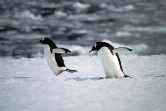 Antarctica Wildlife