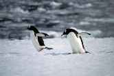 Gentoo Hopping