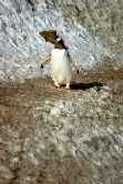 Gentoo On Cliff
