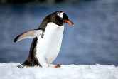 Gentoo Waddling