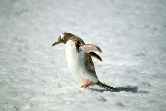 Gentoo Walking