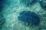 Giant Clam