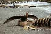 Giant Petrel On Seal