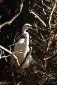 Great Egret Nesting