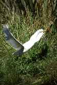 Heron Flying