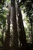 Kauri Trees