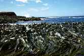 Kelp