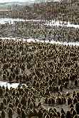 King Penguin Colony
