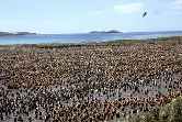 King Penguin Colony