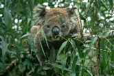 Koala Crawling