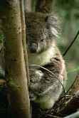 Koala Sleeping